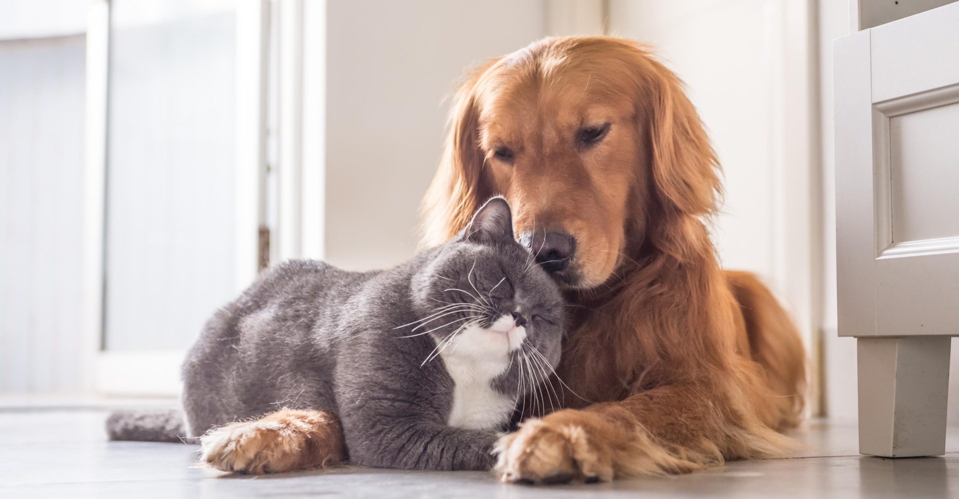 golden-retriever-dog-and-cat-laying-down-next-to-each-other-as-friends